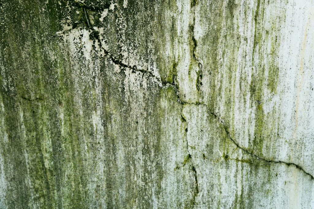 Murfreesboro Mold Experts wall-mold-remediation-murfreesboro-tn